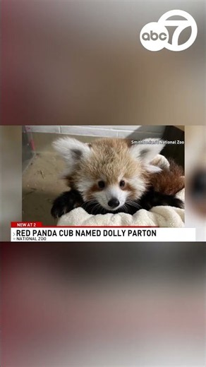 National Zoo's Red panda cub named Dolly after more than 20,000 votes