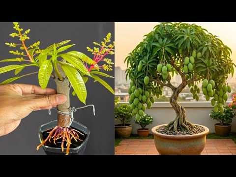 🔴 LIVE 🌱 grow mango tree at home (LIVE) #livestream #live