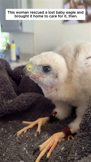 This woman rescued a lost baby eagle and brought it home to care for it, then.