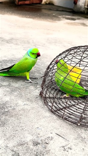 #parrot #funny #shortvideo #talkingparot #birds video