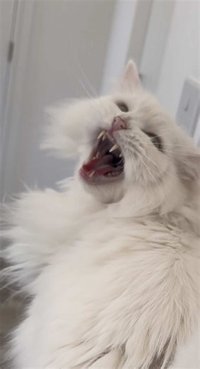 Donut and Pancakes daily life involves screaming, vandalism, and apparently inviting guests inside our home that we did not consent to 😂🤷‍♀️ (also Donuts got a big old scream at the end of the video, so don’t miss it 📢😭) #catsoftiktok #deafcat #loudmeow #catlife #funnyvideo