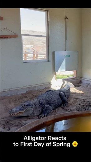Alligator Reacts to First Day of Spring 🌼 #shorts #alligator