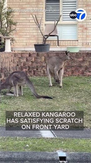Relaxed Kangaroo Has Satisfying Scratch on Front Yard