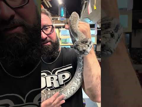 Hippie my axanthic coastal carpet python #snake #reptile #carpetpython #snakes