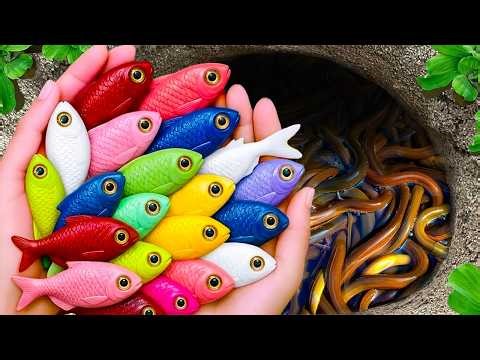 Catch Beautiful Aquarium Fish in Small Pond Baby Turtles, Eel, Guppy Fish, Koi Fish, Tadpoles 🐠