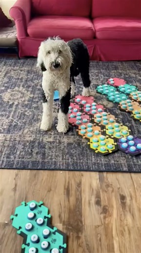 This talking dog sounds wild until you see the context