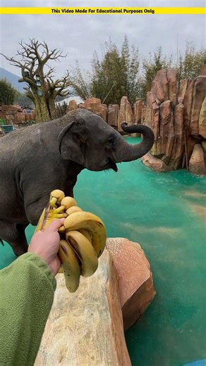 Why did the elephant turn away after seeing the banana?