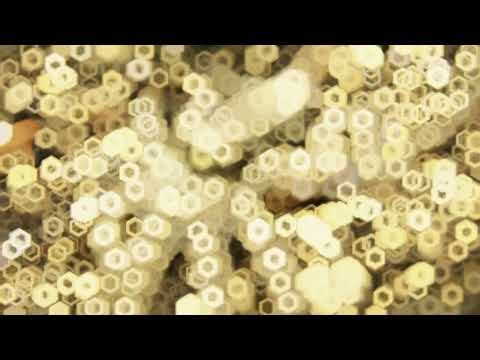 Is the Octopus an Alien? #Octopus #OceanFacts #MarineBiology