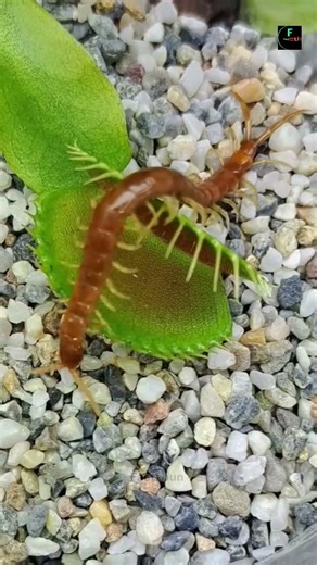 Venus Flytrap
