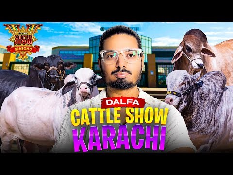 DALFA CATTLE SHOW 2026 || CATTLE SHOW || DALFA CATTLE SHOW UPDATE || COW COMPETITION 