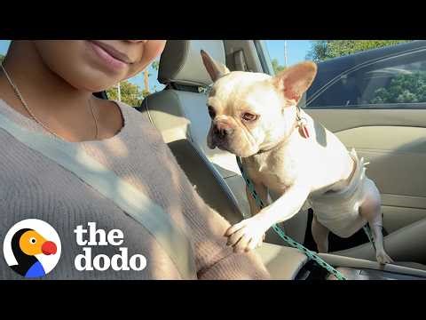Dodo Producer Fosters Her First Special Needs Dog | The Dodo