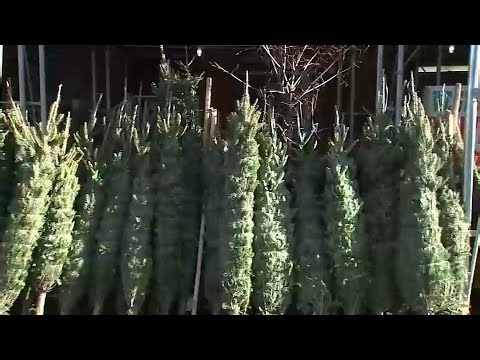 NYC expands Christmas tree curb collection to weekly compost days