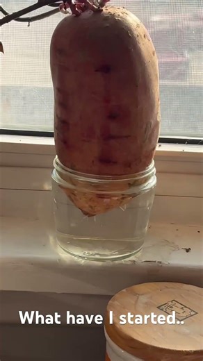 Alien tentacles growing roots! What’s next??? #garden #project #indoorplants #potato