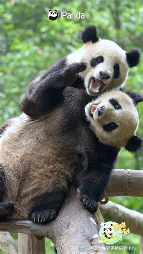Just Yield, Buddy, You've Got No Chance | iPanda #shorts