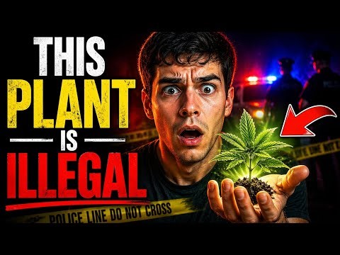 This Beautiful Plant Could Get You Arrested in America...