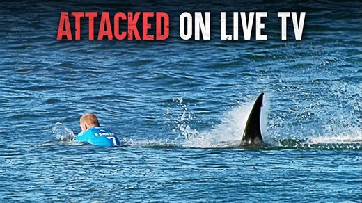 Master this powerful advice to survive a great white shark attack