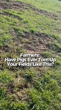 Hog Damage on Texas Farmland | How Pigs Destroy Fields