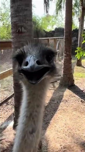 Emu trying to attack you ♥️
