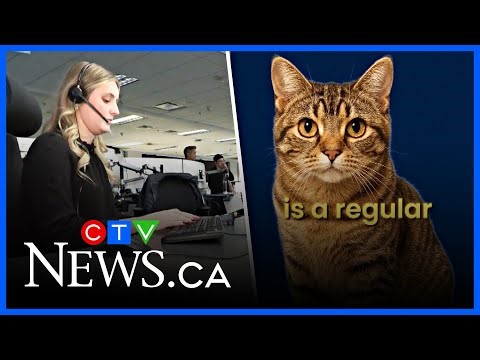 Some of the silliest ‘emergency’ calls of 2025