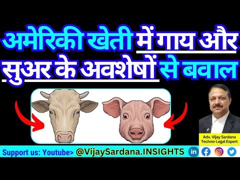 अमेरिकी खेती में गाय और सुअर के अवशेषों के उपयोग से बवाल#vijaysardana #india #bangladesh #milk #corn