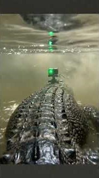 Saltwater Crocodile/ReptileClash 4K video