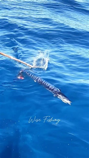 The King Mackerel is coming. #fishing