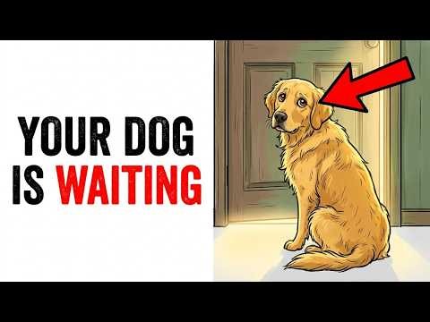 8 Acts Your Dog Needs That Most Owners Miss