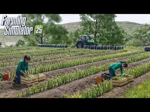 Full Animated Harvest of Asparagus (Realistic Gameplay) | FS25