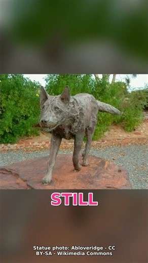 The Dog Who Searched 4 Years for His Dead Master