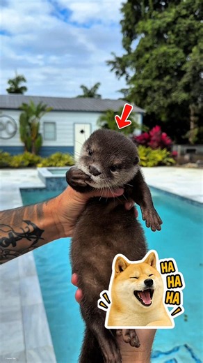 Scared Little Otter 🦦🥹 #Catsoftiktok #CatLovers #cat #cute #FunnyCats #catcartoon #fyp