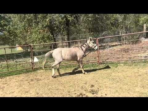 “Buggy” yearling Gypsy cross filly