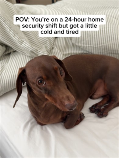 Dachshund Antics: Life with a Playful Sausage Dog