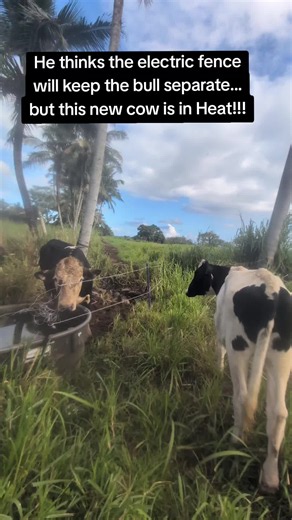 Krishna Cow Sanctuary (@krishnacowsanctuary)’s video of cows