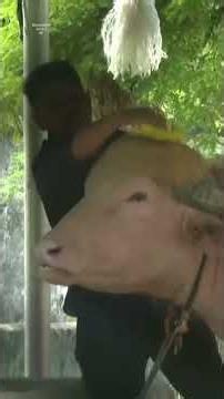 Meet the buffalo named after Donald Trump