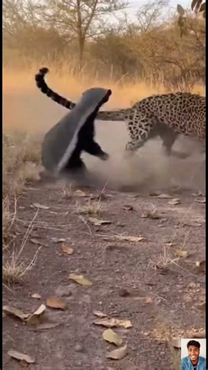 Leopard Enters the Fight! Badger vs Coyote Turns Deadly #wildlife #shorts