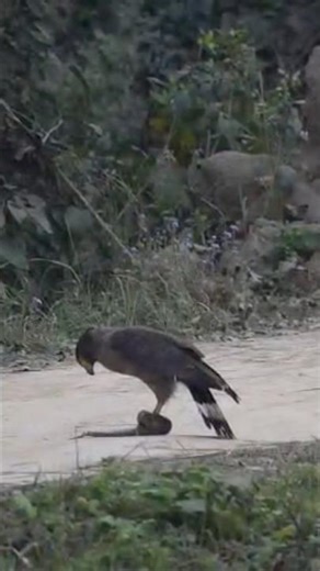 Dudhwanational park eagle kill python #eagle #viral #python #dudhwanationalpark #wildlife #trending