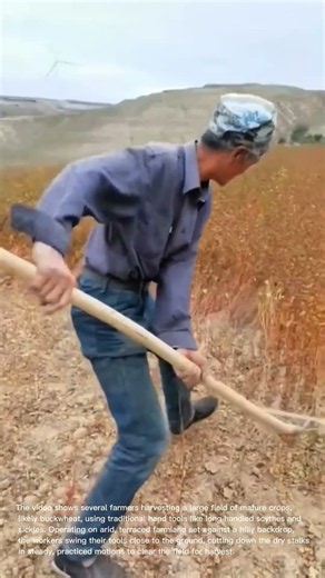 Traditional Buckwheat Harvesting: Farmers Clearing Crop Fields with Scythes