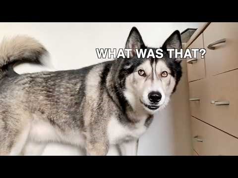 Husky Takes On The Plastic Problem!