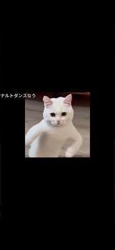 ヌッコ #フォートナイト #ブレインロットファイト #れじぇくん