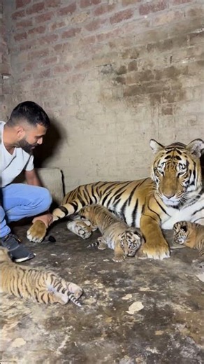 Tiger Cubs Walking Milestone 🐯😍 Paradise of lions