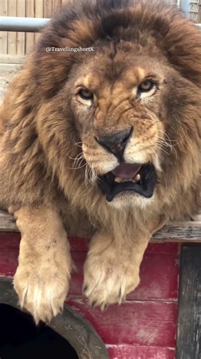 🦁 THE KING OF THE JUNGLE 🦁🔥 | LION’S POWERFUL ROAR 🦁