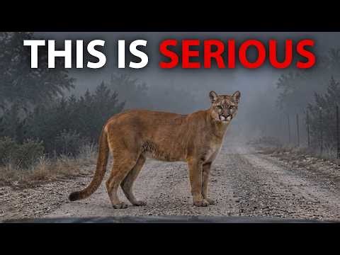 Scientists Tested Nearly 1,000 American Mountain Lions — Their DNA Changed What We Know About Them