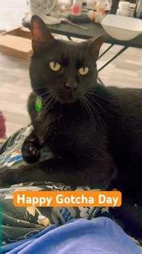 🎃🐈‍⬛Gotcha Day