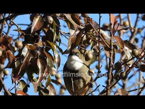White-throated Laughing-thrush flock foraging on wild berry tree