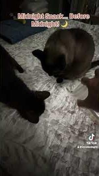 Blackie did the work… Bumble waited for the rewards! 😂🐾