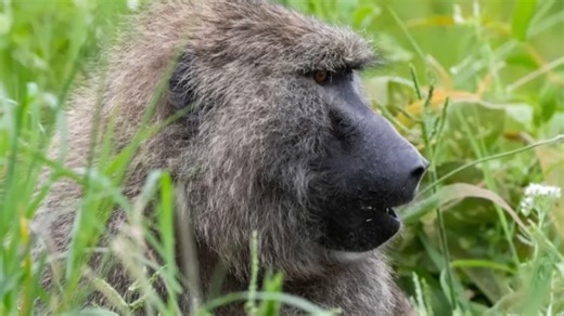 This monkey snatched and killed a baby - the mother was devastated
