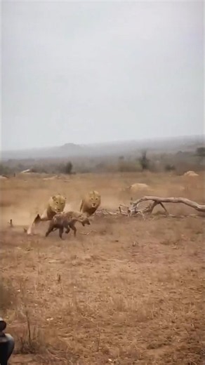 Lions vs Hyenas: Zero Mercy 🦁 💀 #nomercy #hunting #shocking