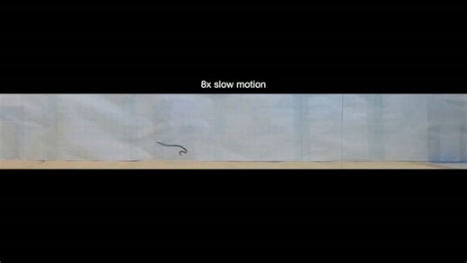 Dwarf reed snakes 'cartwheel' away from danger