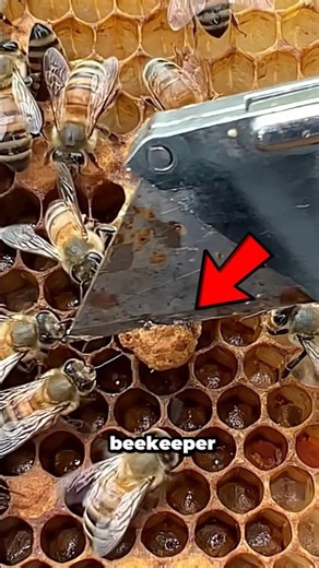 Why do they cut queen bee cells?