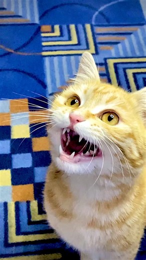 cat video ! cat voice ! cat sound ! cat meowing #shorts #short #youtubeshorts #cat #cats #catsound